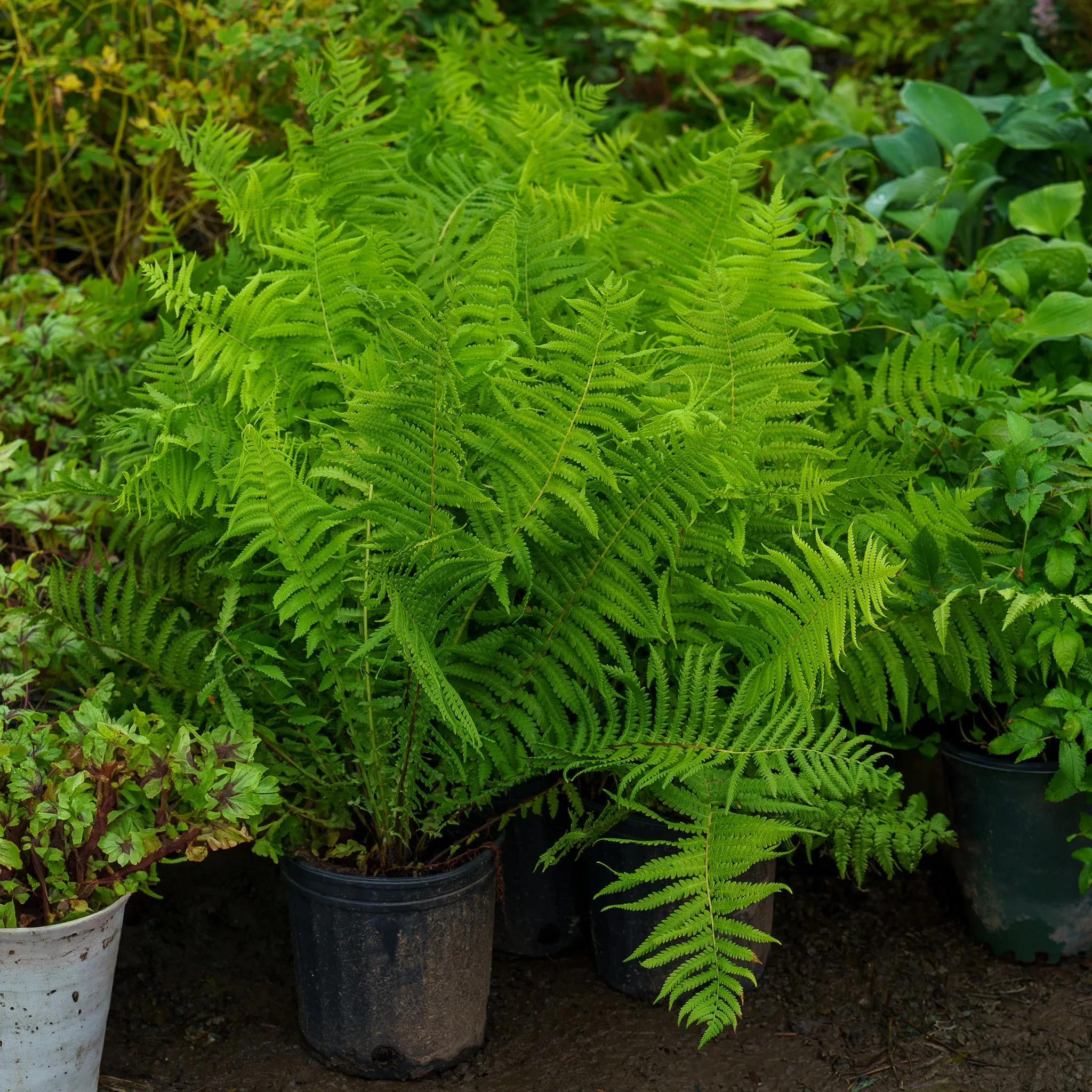 Cinnamon Fern