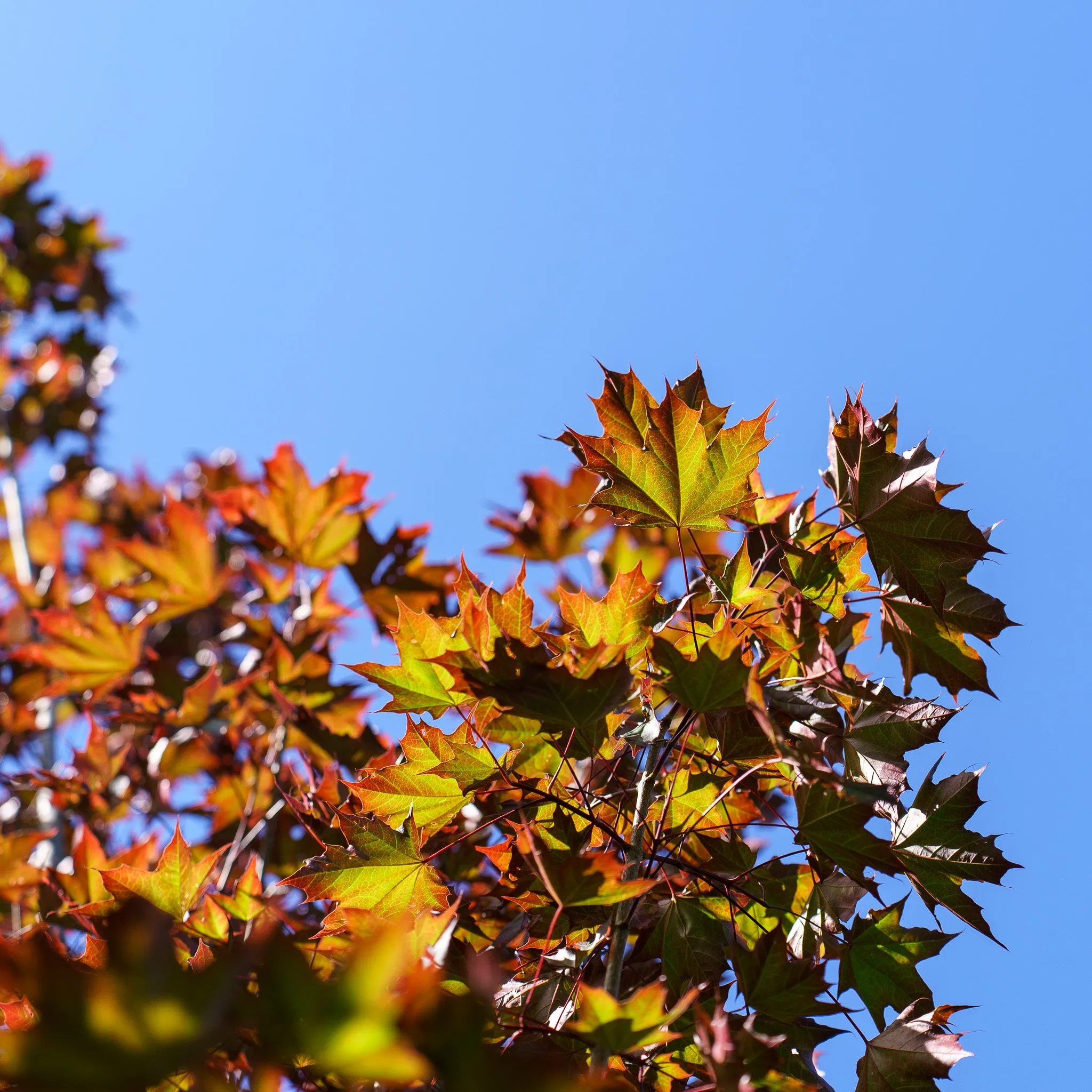 Crimson Sunset Maple