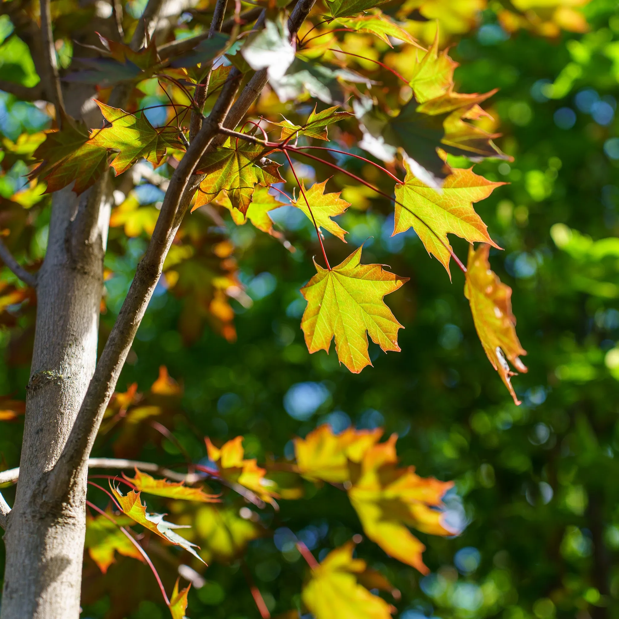 Crimson Sunset Maple