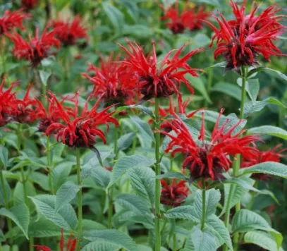 Monarda didyma Jacob Cline 1 qt