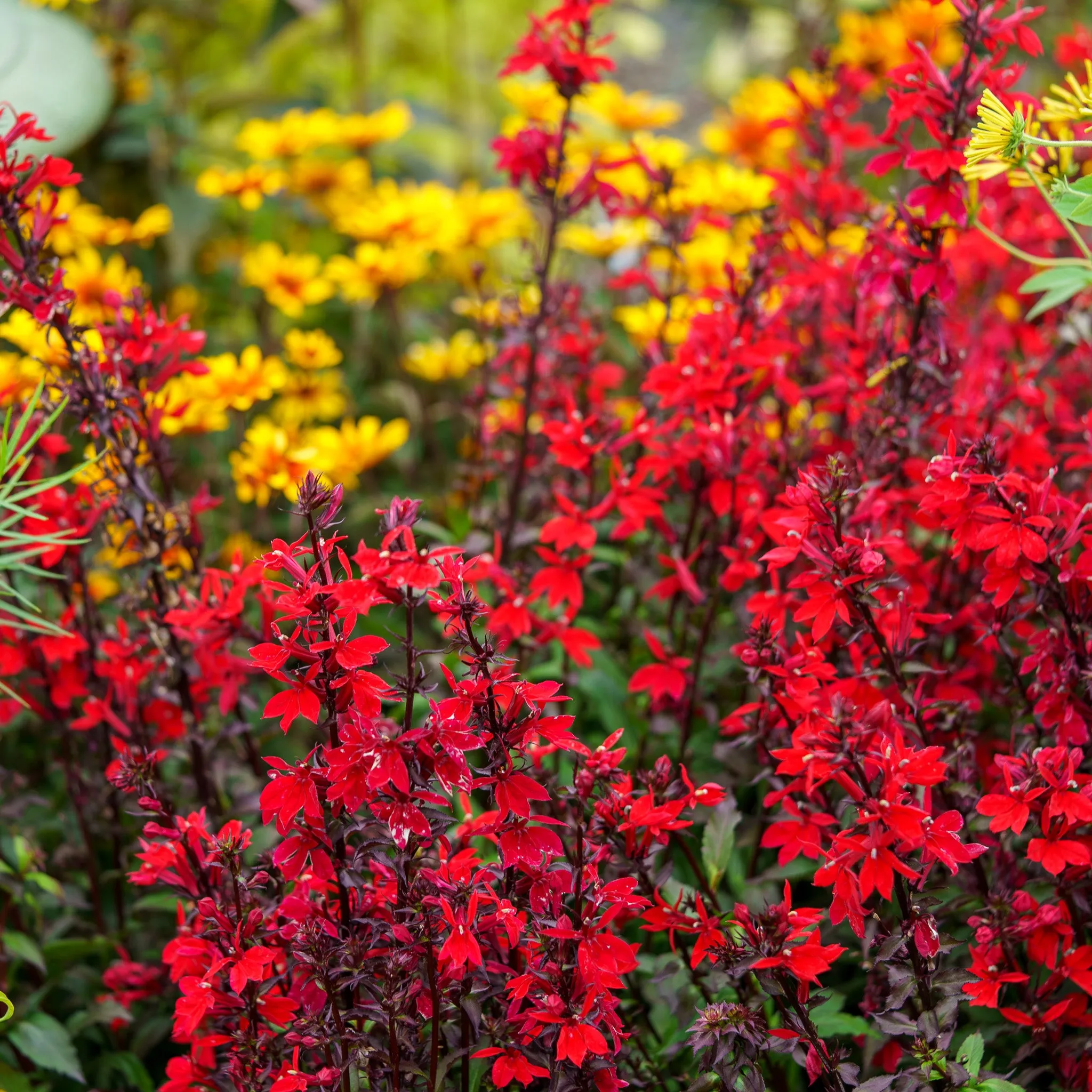 Starship Scarlet Cardinal Flower